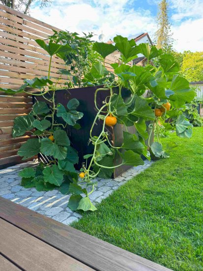 Pflanzgefaess Hochbeet Cortenstahl 1200 x 1200 x 950 mm Galabau Hiebler 1